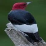 Sample 4 – Red headed woodpecker