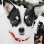 Sample 1 – Dog face
