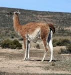 Sample 4 – Alpaca