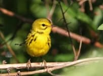 Sample 6 – Warbler