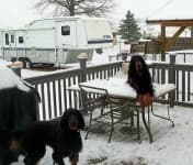 Sample 2 – Gordon setter