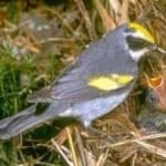 Sample 2 – Gold wing warbler