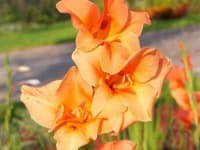 Sample 1 – Sword lily