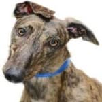 Sample 1 – Greyhound