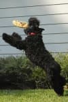 Sample 3 – Kerry blue terrier