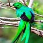 Sample 1 – Quetzal
