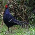 Sample 7 – Mikado pheasant