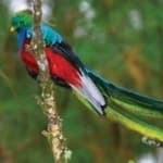 Sample 2 – Quetzal