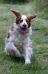 Sample 2 – Welsh springer spaniel