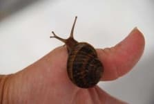 Snail image dataset preview