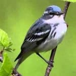 Sample 5 – Cerulean warbler