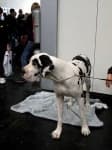Sample 6 – Great dane