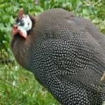 Sample of Guineafowl