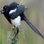 Sample 1 – Eurasian magpie