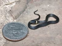 Sample 2 – Ringneck snake