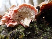 Sample 2 – Coral fungus