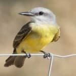Sample 6 – Couchs kingbird
