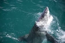 Sample 1 – Great white shark