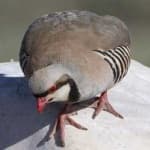 Sample 3 – Chukar partridge