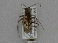 Sample 6 – Tiger beetle