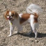 Sample 6 – Japanese chin