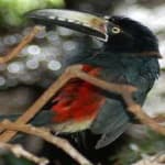Sample 3 – Collared aracari