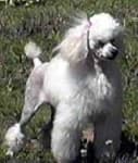 Sample 1 – Miniature poodle