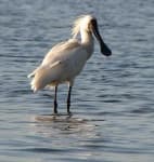 Sample 1 – Spoonbill
