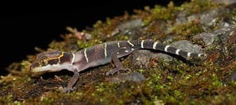 Sample 5 – Banded gecko