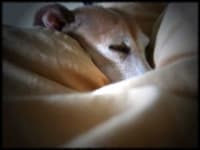 Sample 6 – Italian greyhound