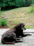 Sample 1 – Labrador retriever