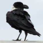 Sample 3 – White necked raven