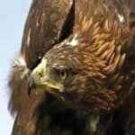 Sample 5 – Golden eagle