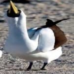 Sample 2 – Masked booby