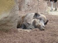 Sample 6 – Wild boar