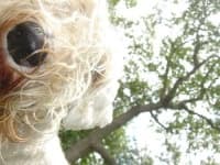 Sample 1 – Sealyham terrier