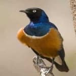 Sample 1 – Superb starling
