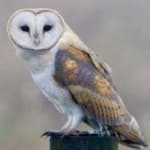Sample 1 – Barn owl
