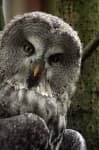 Sample 6 – Great grey owl