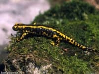 Sample 1 – European fire salamander
