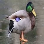 Sample 4 – Mallard duck