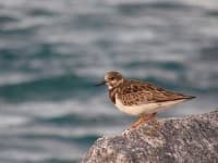 Sample 1 – Ruddy turnstone