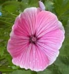 Sample 5 – Tree mallow