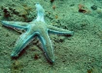 Sample of Starfish
