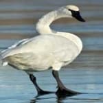 Sample 3 – Trumpter swan