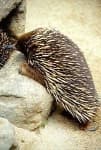 Sample 3 – Echidna
