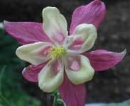Sample 6 – Columbine