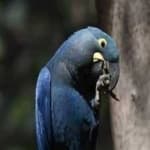 Sample 2 – Lears macaw