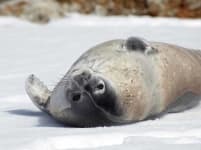 Sample 2 – Harbor seal