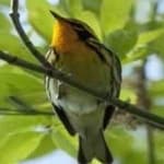Sample 6 – Blackburniam warbler